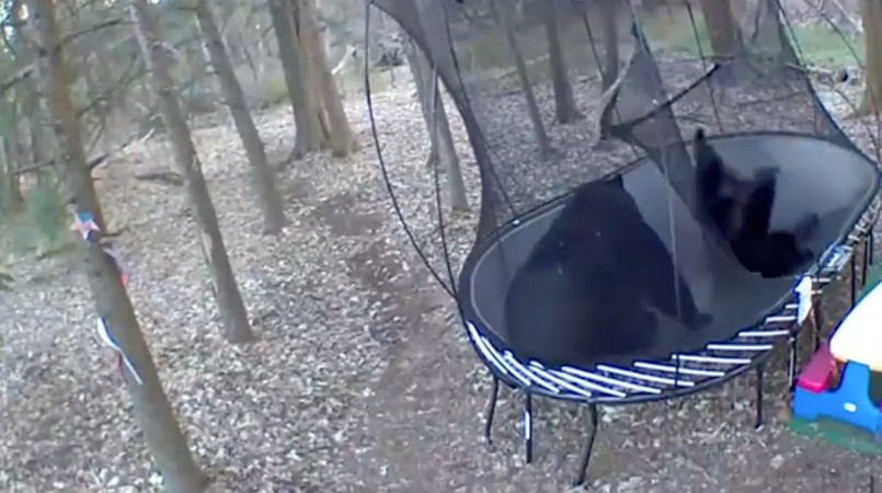 Des Ours sur un Trampoline